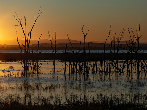 Dead trees in silhouette, sunset at Winton Wetlands, near Benalla