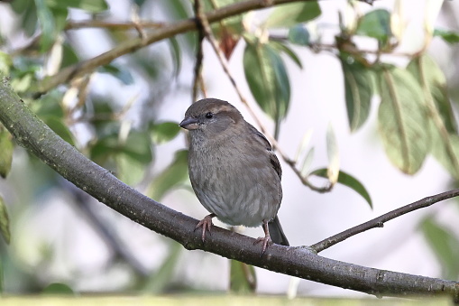 House Sparrow (Passer Domesticus).  A close up image of an adult female house sparrow perched on a garden fence in northern England.