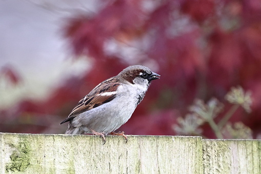 House Sparrow (Passer Domesticus).  A close up image of an adult male house sparrow perched on a garden fence in northern England.