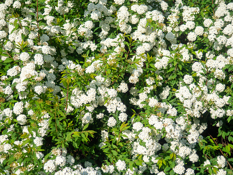 Bush with many small white flowers. Flowering in Georgia. Beautiful flowers on a bush. Natural ball of small flowers.