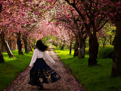 Woman in traditional Chinese outfit walking on a street with Sakura blossoms