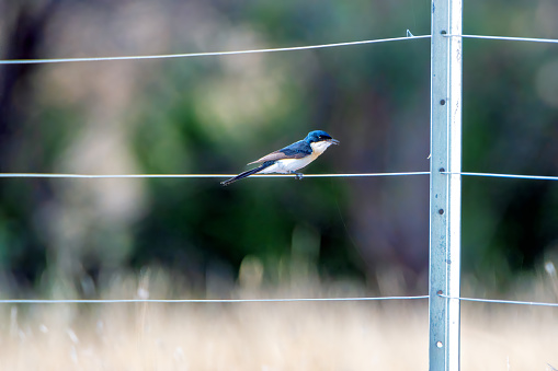 Restless Flycatcher perched on a wire fence