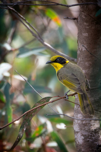 istock Yellow Tufted Honeyeater (Lichenostomus melanops) 2148891331
