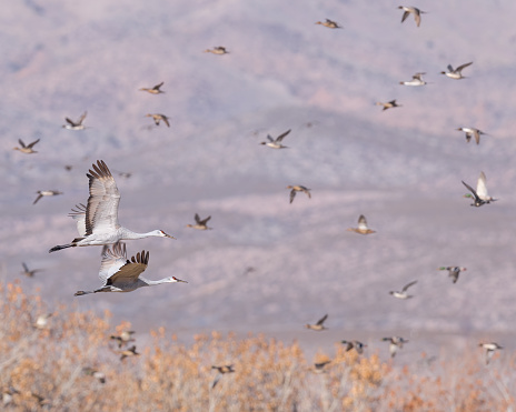 A pair of Sandhill Cranes navigate a flock of waterfowl