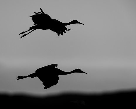 A pair of Sandhill Cranes are silhouetted against the evening sky