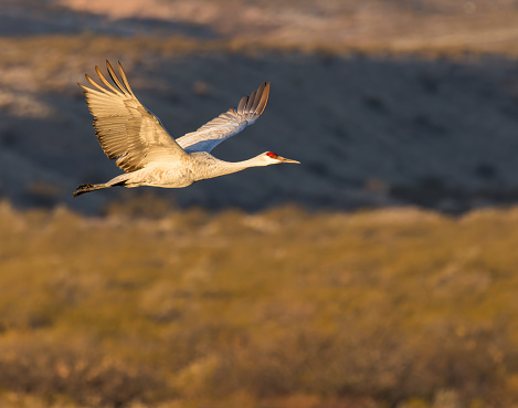 A  Sandhill Cranes flies over Bosque del Apache National Wildlife Refuge, New Mexico.