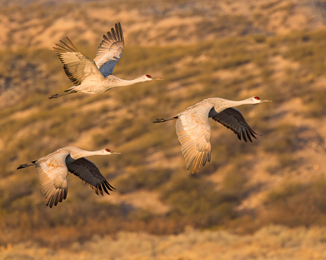A trio of Sandhill Cranes fly over Bosque del Apache National Wildlife Refuge, New Mexico.