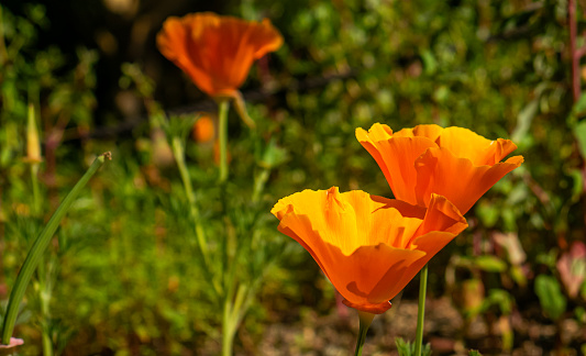 Eschscholzia californica, also known as California poppies, golden poppies, cups of gold, or California sunlight. Eschscholzia californica is the official state flower of California.