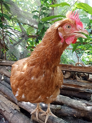 Isa brown, a fat and healthy laying hen