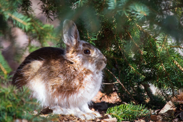 istock Hare changed his fur to brown, sitting under the fir. 2148892277