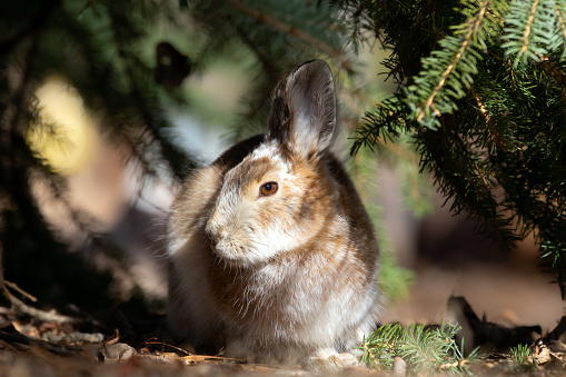 This is a photograph of a wild rabbit sitting outside in the Devil’s Tower National Monument grounds in Wyoming, USA.