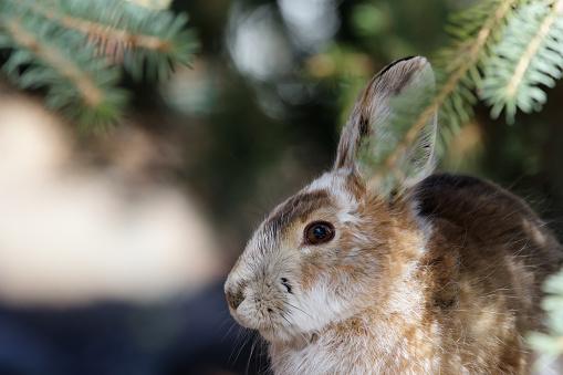 Cute fluffy Snowshoe hare in brown summer fur coat is sitting in the garden under spruce tree in sunny spring day.
