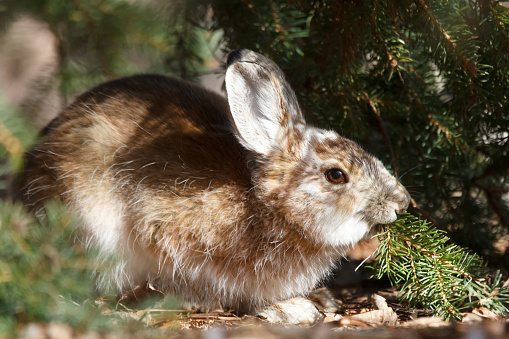 Cute fluffy Snowshoe hare in summer brown fur coat is sitting under the spruce tree in the spring garden and eating a branch.