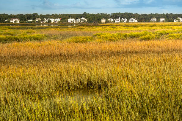 Wildlife habitat of the marsh and wetlands in Hilton Head South Carolina USA