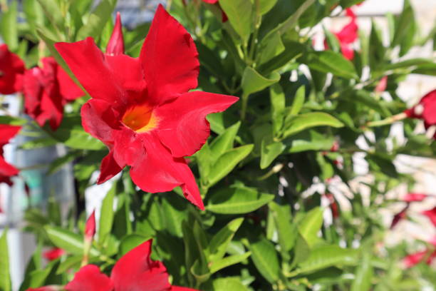 Red flower Mandevilla sanderi blooms on a bush on a sunny day, close-up