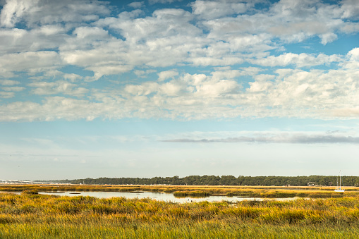 Wildlife habitat of the marsh and wetlands in Hilton Head South Carolina USA