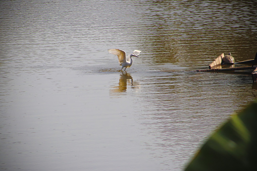 Beautiful egret bird flying in the lake