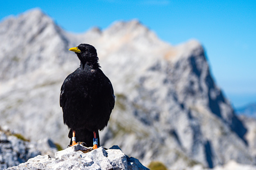 Alpine chough in the mountains of Slovenia at the summit of mountain by hiking trail