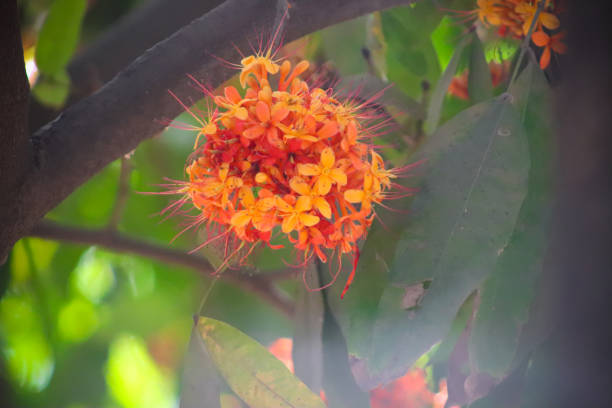 istock Asoka flower on the tree between the leaves 2148892558