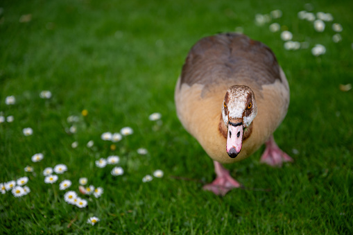 Egyptian goose walking on grass with daisies. Seen in Holland Park, a public park in the London borough of Kensington. Egyptian goose (Alopochen aegyptiaca).