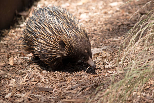 istock The echidna is looking for ants to eat 2148893454
