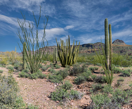 The Ajo Mountain Drive offers breathtaking views of the unique Sonoran Desert landscape, featuring a variety of flora and fauna. Two of the standout features of the area are the Organ Pipe Cactus (Stenocereus thurberi) and the Saguaro Cactus (Carnegiea gigantea). The Saguaro stands tall, often reaching heights of 40 feet or more and living up to two centuries. Its characteristic silhouette, adorned with 'arms' reaching towards the sky, serves as a testament to its endurance in harsh desert conditions.  In contrast, the Organ Pipe Cactus thrives in clusters, its slender stems resembling a congregation of organ pipes, hence its name. This cactus species flourishes in rocky terrain, its multiple stems serving as water reservoirs to survive extended periods of drought.  These two are endemic to the Sonoran Desert and found nowhere else in the world.  This scene was photographed from the Ajo Mountain Drive in Organ Pipe Cactus National Monument south of Ajo, Arizona, USA.
