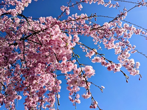 Sakura Japan Cherry Blossoms Japanese Garden Spring Bloom