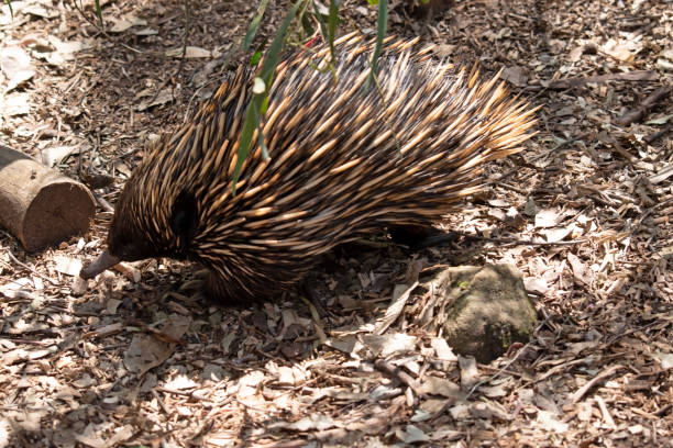 istock The echidna is looking for ants to eat 2148893541
