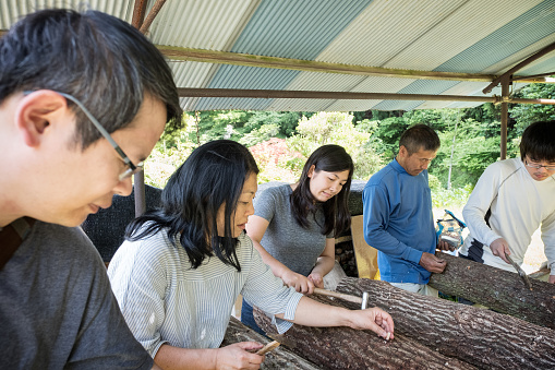 Eco-friendly travel - Japanese shitake mushroom farming.  3 Chinese and Eurasian tourists (in foreground) follow example of 2 Japanese farmers (in background) and hammer mushroom spawn (spore) plugs into holes drilled into logs which will be grown organically and sustainably in a remote, public forest in Nara, Japan.