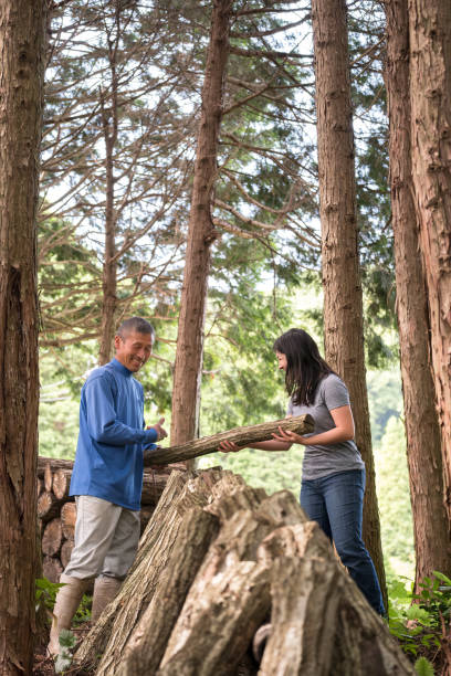 Eco-friendly travel - Japanese shitake mushroom farming.  A Japanese shitake mushroom farmer shows a Eurasian woman tourist how to stack decaying logs which have been inoculated (planted) with mushroom spawn and will be grown organically and sustainably in a remote, public forest in Nara, Japan.
