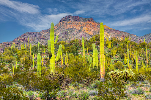 The Ajo Mountain Drive offers breathtaking views of the unique Sonoran Desert landscape, featuring a variety of flora and fauna. Two of the standout features of the area are the Organ Pipe Cactus (Stenocereus thurberi) and the Saguaro Cactus (Carnegiea gigantea). The Saguaro stands tall, often reaching heights of 40 feet or more and living up to two centuries. Its characteristic silhouette, adorned with 'arms' reaching towards the sky, serves as a testament to its endurance in harsh desert conditions.  In contrast, the Organ Pipe Cactus thrives in clusters, its slender stems resembling a congregation of organ pipes, hence its name. This cactus species flourishes in rocky terrain, its multiple stems serving as water reservoirs to survive extended periods of drought.  These two are endemic to the Sonoran Desert and found nowhere else in the world.  This scene , which includes Tillotson Peak, was photographed from the Ajo Mountain Drive in Organ Pipe Cactus National Monument south of Ajo, Arizona, USA.