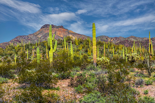 Pinnacle Peak is a park in Scottsdale Arizona which has hiking trails and many desert plants in the hills of Arizona.