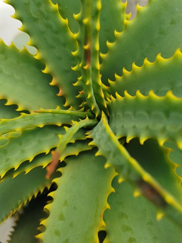 Close up image of green cactus