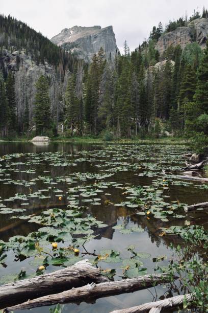 Wild Water Lily at Nymph Lake in Rocky Mountain National Park Colorado Wild Water Lily at Nymph Lake in Rocky Mountain National Park Estes Park Colorado lily lake rocky mountains colorado stock pictures, royalty-free photos & images
