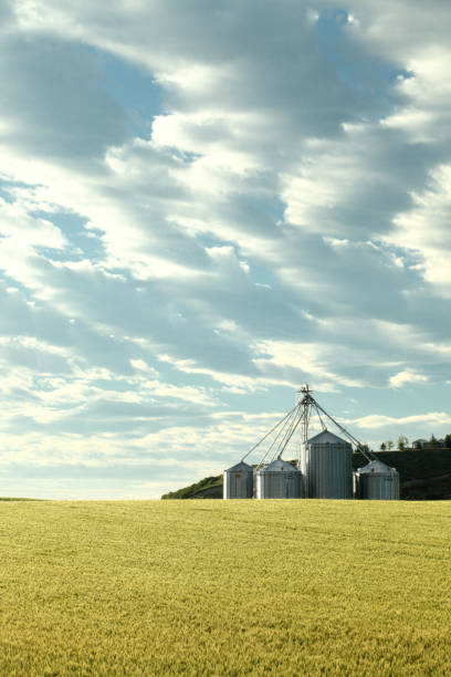 A row of shiny new grain storage granaries in an Idaho farm field.