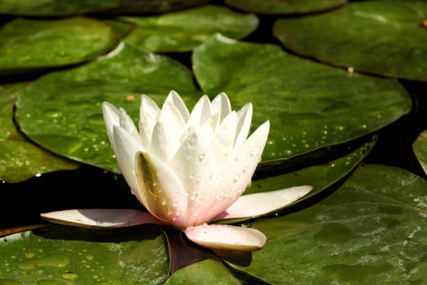 istock American White Water Lily 2148894324
