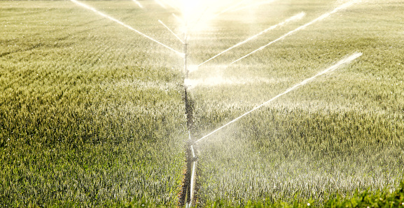 A hand line sprinkler watering a wheat field in the fertile farm fields of Idaho.