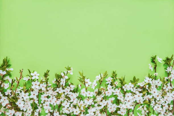 istock Border of blooming Plum tree branches on a green background. Spring concept. Copy space for text 2148894705