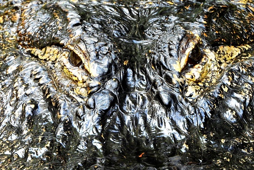 Crocodile eye up closeup. Macro scene of crocodile eye. Crocodile eye. Reflection in the water
