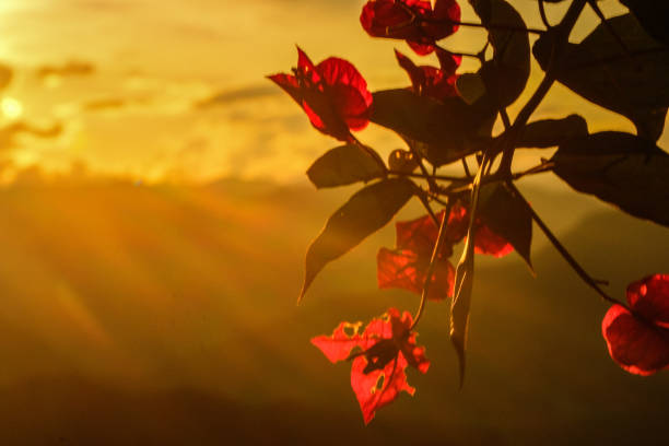 Petal, stamen, branch, strong light