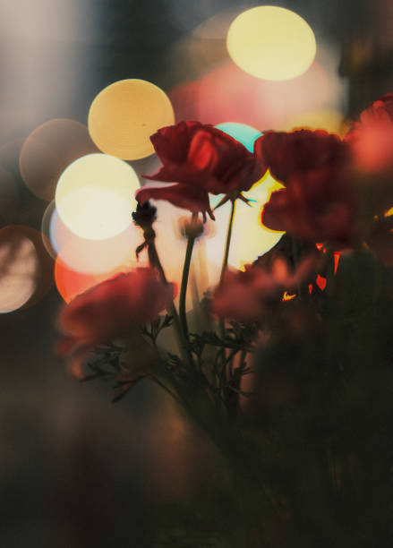 Petal, stamen, and the lights of the city in the background