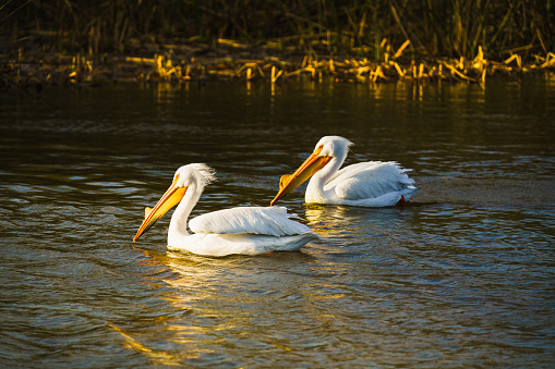 American White pelican. Two white pelicans floating on a water on the lake at sunset, California