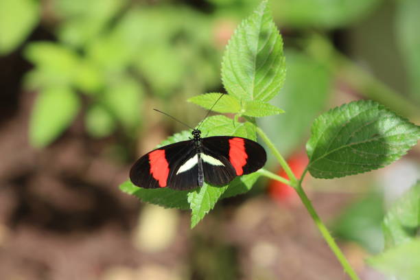A lovely little velvety black butterfly adorned with a bit of orange and white on its wings perches on a leaf takingvin the rays of sunlight.