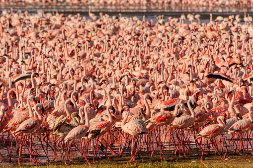 Large flock of lesser flamingos (Phoenicopterus minor) gathered on the shallow, alkaline-saline lake Lake Nakuru.

Taken in Lake Nakuru, Kenya, Africa