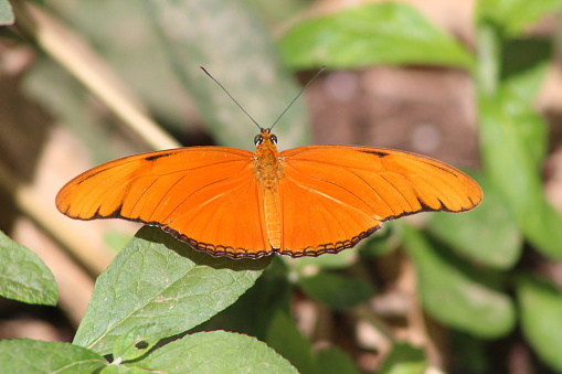 A velvety  orange butterfly spreading its wing taking in the warm of the sun.