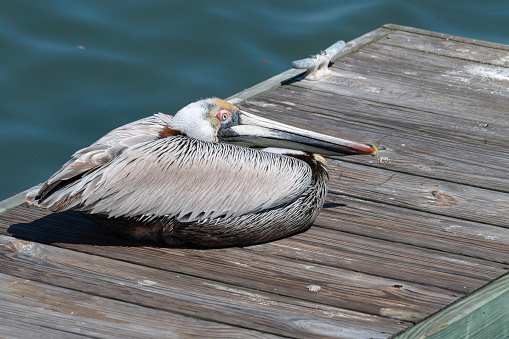Brown Pelican resting on a dock.