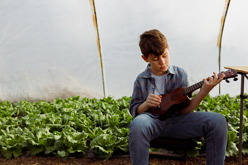 A young boy is seated on a chair in a greenhouse, playing a ukulele. Behind him, rows of green lettuce plants are growing in the soil. On the table next to him are a bottle and a cup, suggesting a break from gardening work to enjoy music.