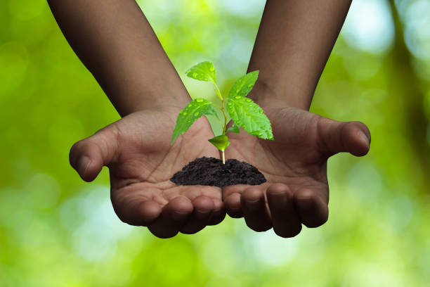 istock Growing tree in human hand on green background. Saving environment. Renewable resources to reduce pollution. ESG concept for environmental, social sustainable business company governance and finance. 2148896635