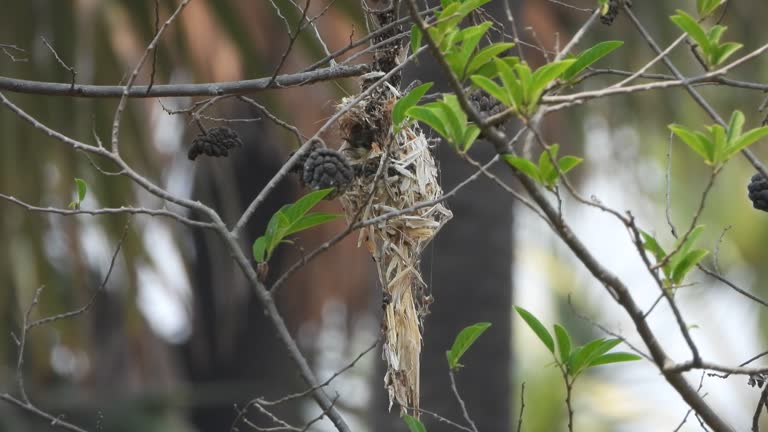 Hummingbird in nest - eggs - home .