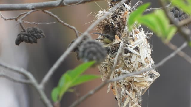 HUmmingbird in nest - green leafs .